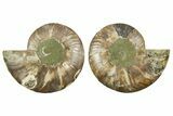 Cut & Polished Crystal-Filled Ammonite Fossil - Madagascar #362376-1